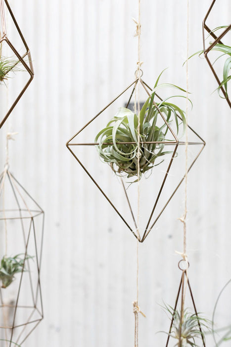 Tillandsia Hanger