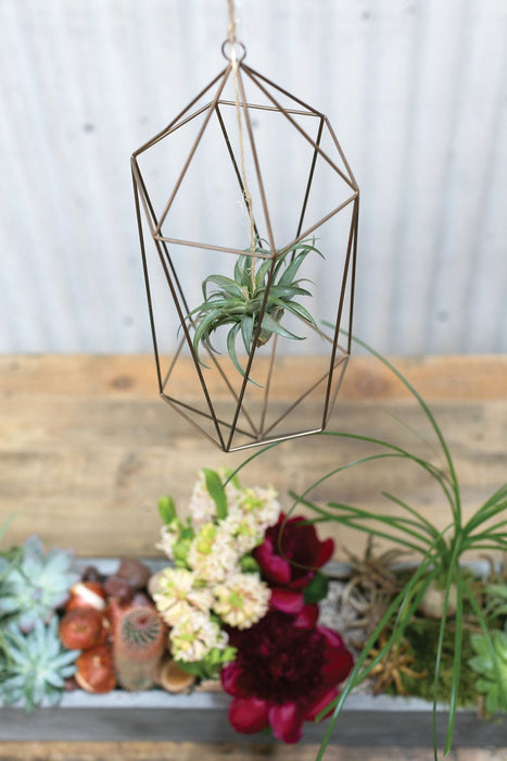 Tillandsia Hanger