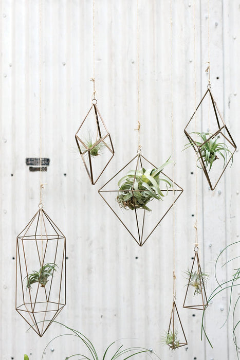 Tillandsia Hanger